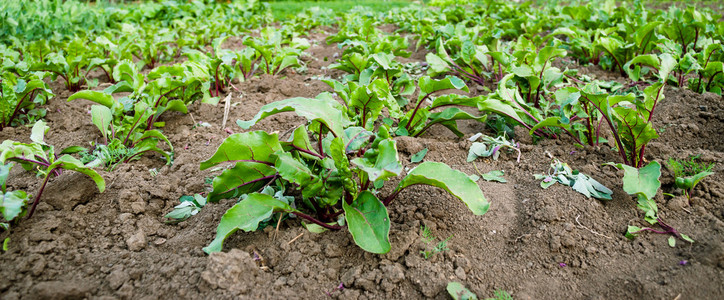 甜菜在陆地上的栽培
