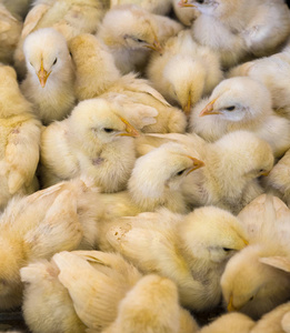 大群的新孵出的小鸡农场