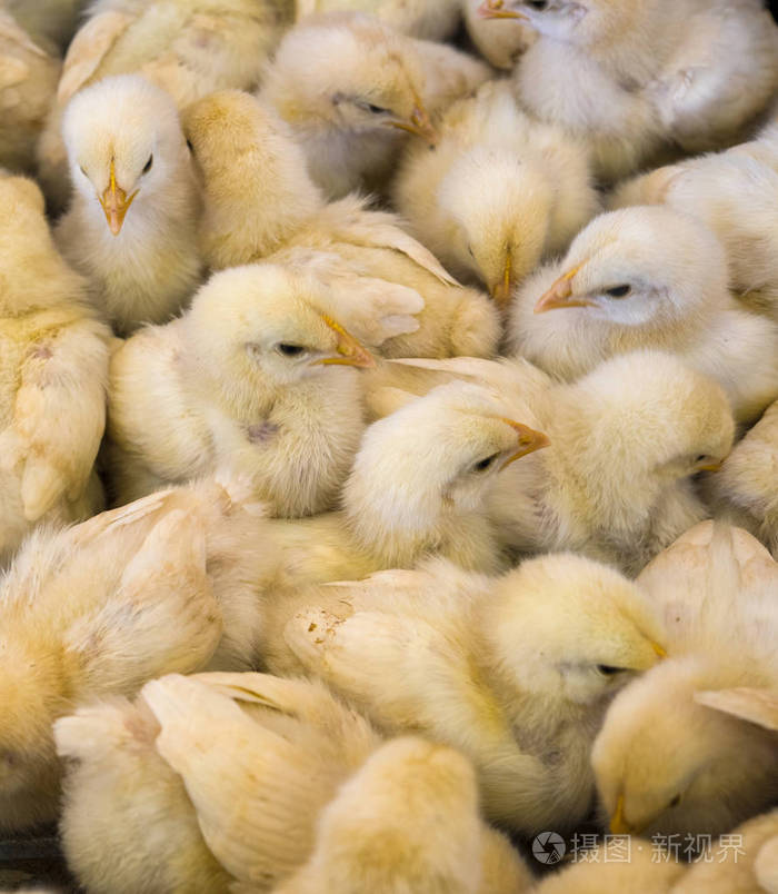 大群的新孵出的小鸡农场