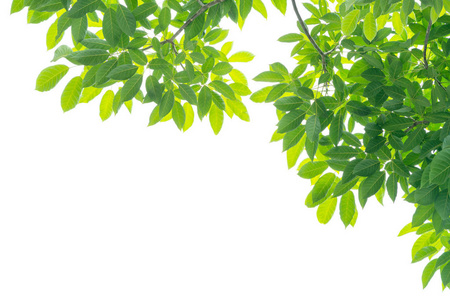 前景昆虫图片-前景昆虫素材-前景昆虫插画-摄图新视界