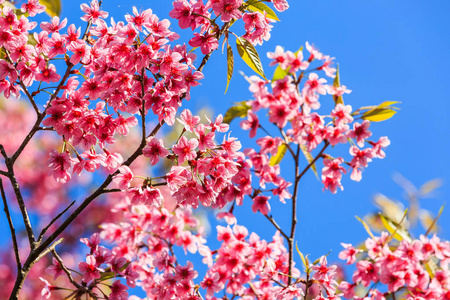 野生喜马拉雅樱桃 梅花樱花 在 Pitsanulok 省的禁荣科的蓝天上开花