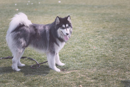 在公园的草地上玩耍的快乐宠物狗