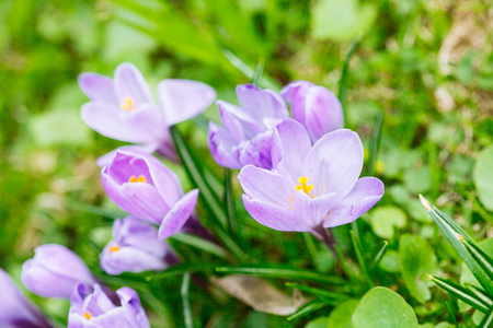 组的紫色番红花 藏红花 与选择性软勤俭节俭