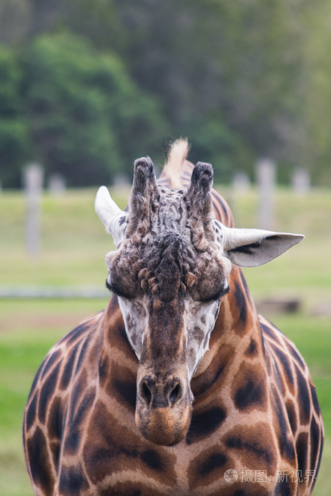 优雅的长颈鹿睡觉