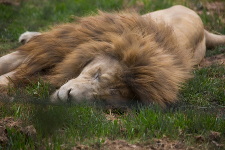 沉睡的狮子沉睡的雄狮照片