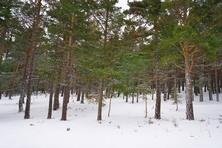 西班牙特鲁埃尔 Valdelinares 雪滑雪区