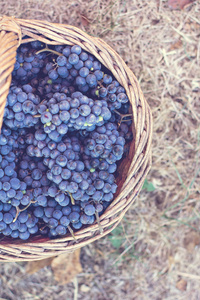 在篮子里的黑葡萄。葡萄的收获。红酒的葡萄。在篮子里的暗蓝的葡萄，酒葡萄