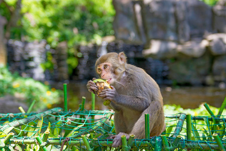 猴子在丛林里乱跑吃东西小而大的玩耍, 沐浴在阳光下