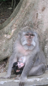 猴妈妈坐在一棵树上, 她的孩子安全地抱住她的身体, 都向前看