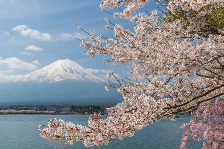 樱花的樱花开花和富士山在河口湖，日本在春天的季节里