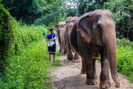 在泰国清迈的丛林小路上引导大象的年轻人