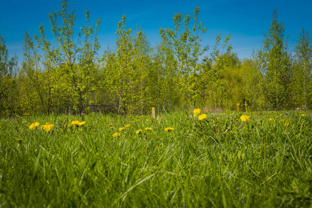阳光明媚的夏季草田, 黄色蒲公英背景