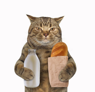 面包和牛奶的猫照片