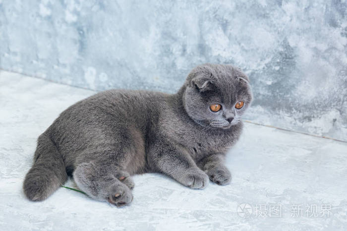 可爱的灰色苏格兰折耳猫猫