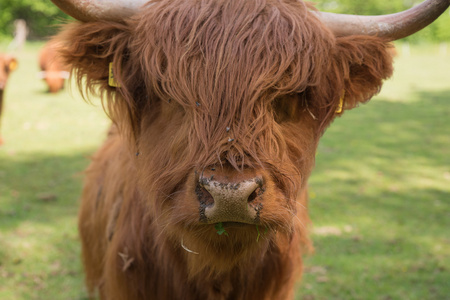 苏格兰高地牛在草地上