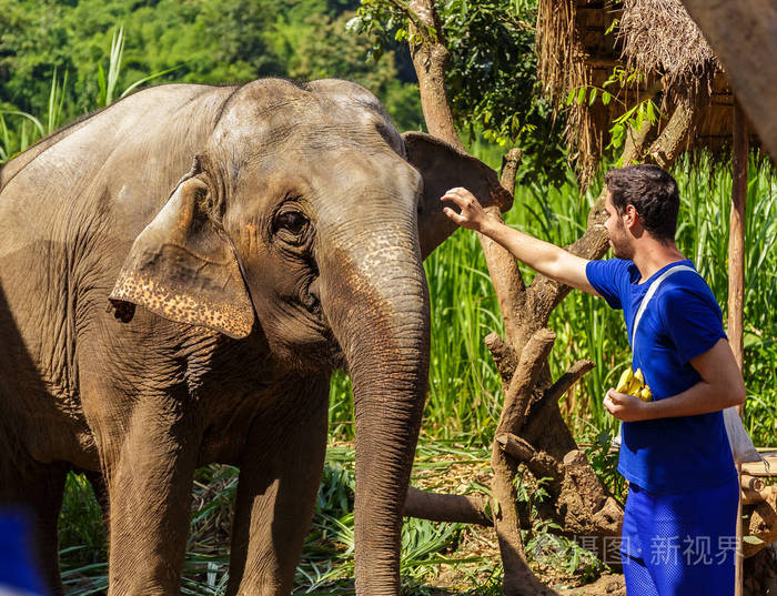 在泰国清迈丛林的一个庇护所里, 年轻人喂香蕉大象。