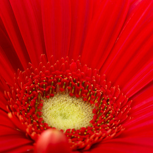 非洲菊花卉背景