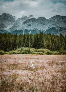 加拿大艾伯塔省洛基山脉班夫国家公园的孤立峰和周围的山脉和森林