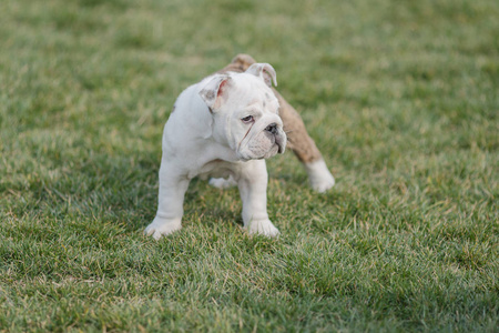 宠物狗在玩耍图片