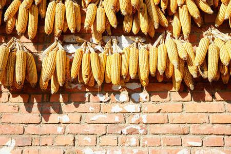 黄玉米干燥在中国橙色的墙上图片