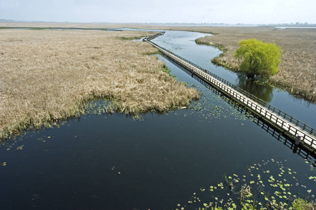 在点 Pelee 沼泽木板路的黄昏视图