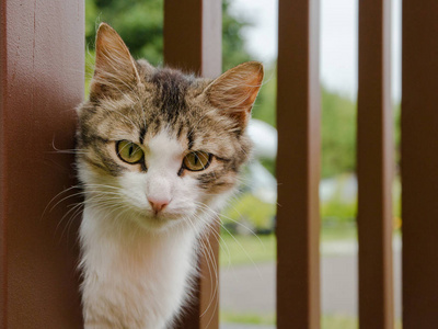 portrair的猫女人看着相机