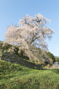 Matabei 樱花, 心爱的巨型悬垂樱桃树在 Uda 市本乡地区种植