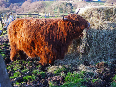 在苏格兰，苏格兰高地红牛关闭