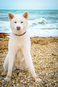 在海滩上的白色秋田犬。