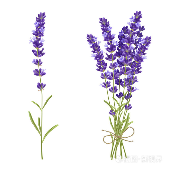 薰衣草剪花写实