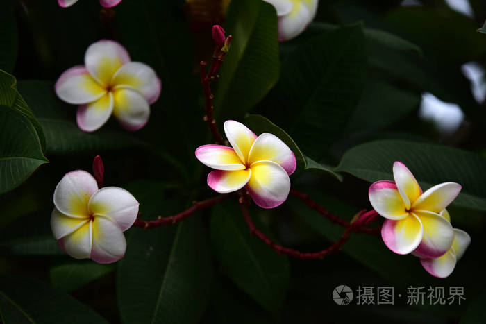 花园里五颜六色的花朵。花园里美丽的花朵在夏天盛开。园景园正式花园。公园。美丽的花园