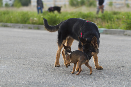 俄罗斯玩具犬和小阿尔萨斯狗