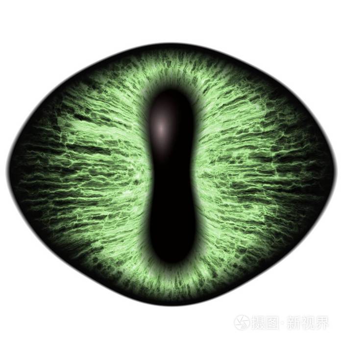 奇怪的绿眼睛的色的虹膜的猫科动物详细信息视图到孤立的食肉动物眼