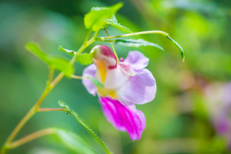 泰国皇家花卉鹦鹉花兰花