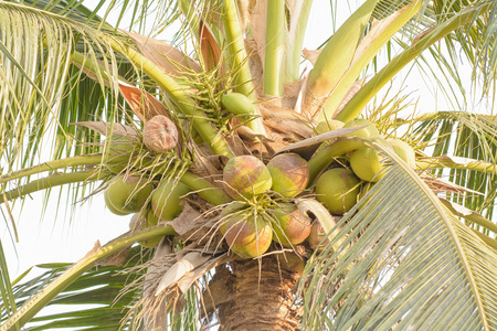 一棵树上的椰子
