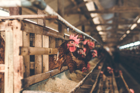 小鸡在鸡场的笼子里。鸡蛋农场