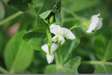 花园里的白花豌豆植物照片