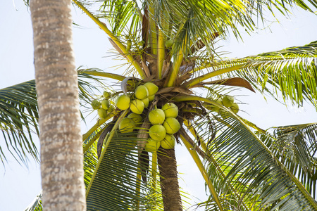 与成熟的椰子椰子林图片