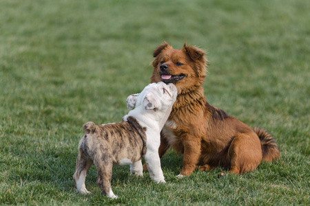 宠物狗在玩耍图片