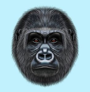 大猩猩肖像图片