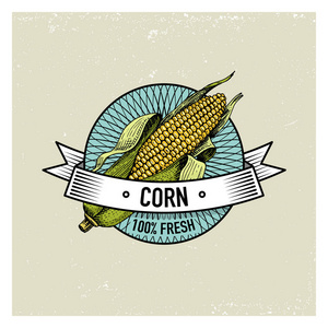 玉米年份设置的标签 标志或标志为素食食品，蔬菜手绘画或雕刻。复古农场美国风格