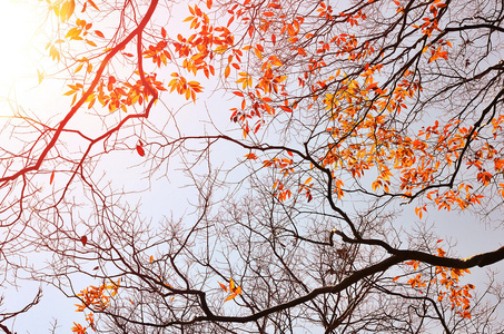 秋天的树分支背景