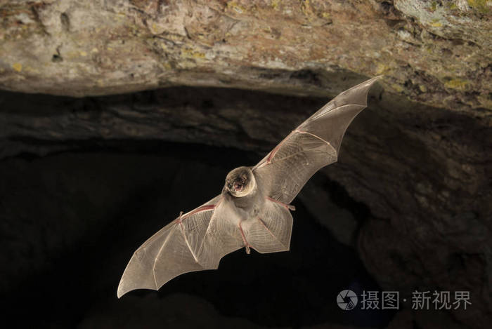 蝙蝠弯曲的普通 miniopterus schreibersii 在洞穴中飞行