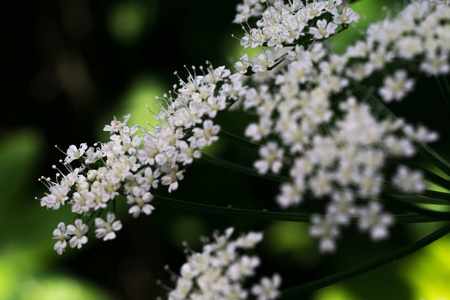 在花园里特写小花白花的照片