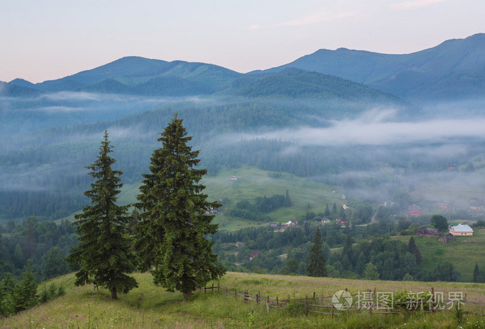 枞树之间与雾针叶林山坡的草地上