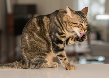 一只美丽的猫咪在家里舔自己。家畜