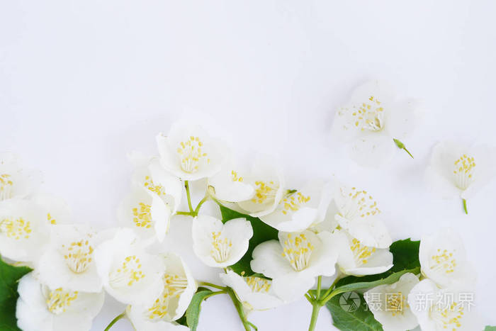 白色背景的新鲜茉莉花花照片 正版商用图片0qzvtc 摄图新视界