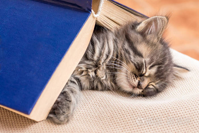 一只小猫睡觉, 上面盖着一本书.读完一本书后的一个坚强梦想