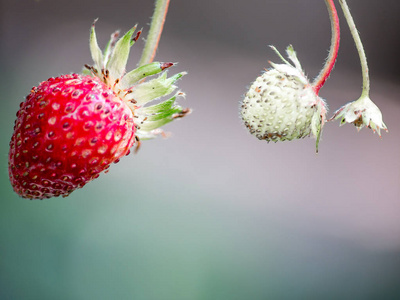 新鲜的红色草莓。泰国高山上的野生小草莓森林. 软焦点