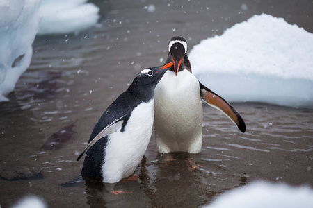 对成人可爱巴布亚企鹅在水中，南极洲的